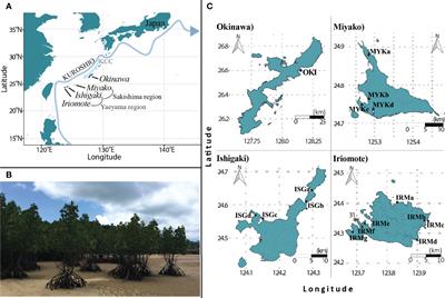 Extremely Stochastic Connectivity of Island Mangroves